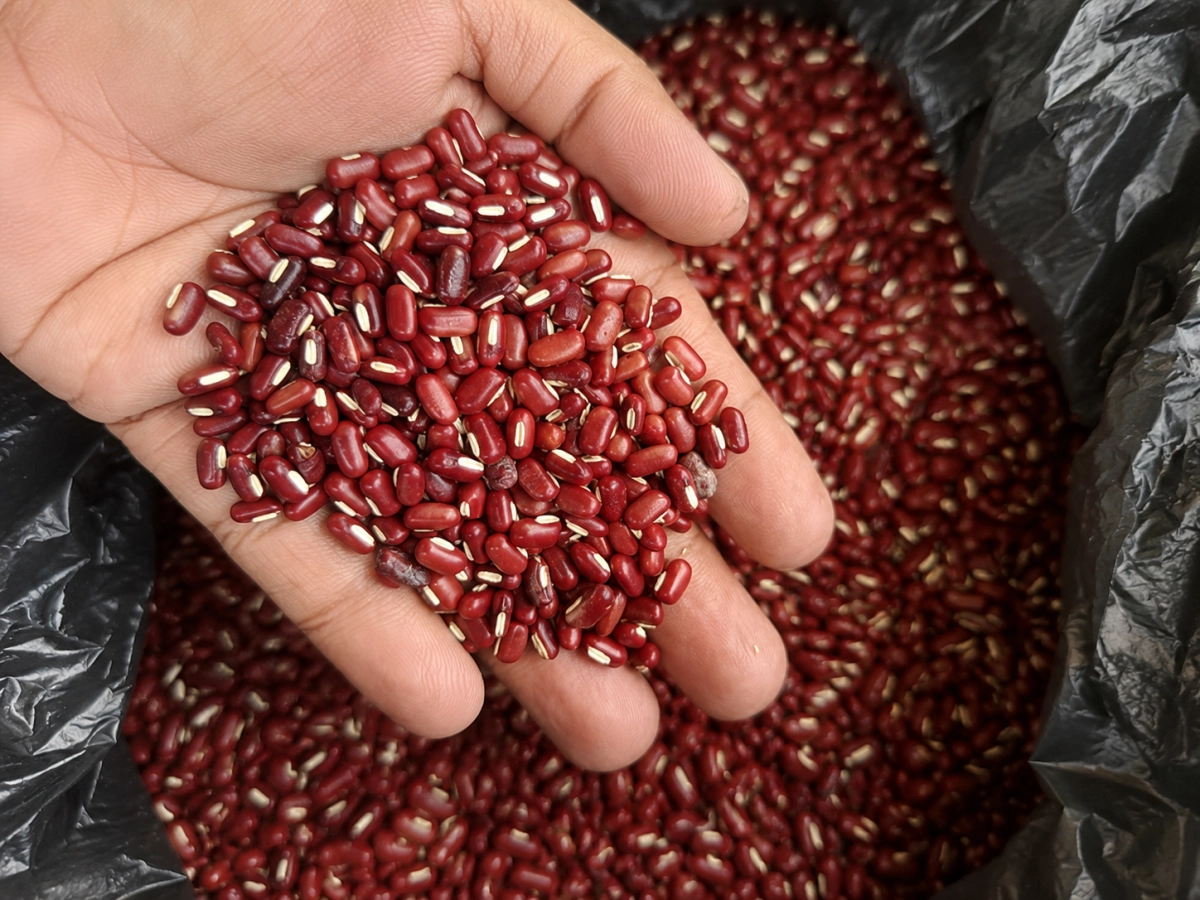 Indonesian Bali Peanuts: Quality Peanuts for Global Markets